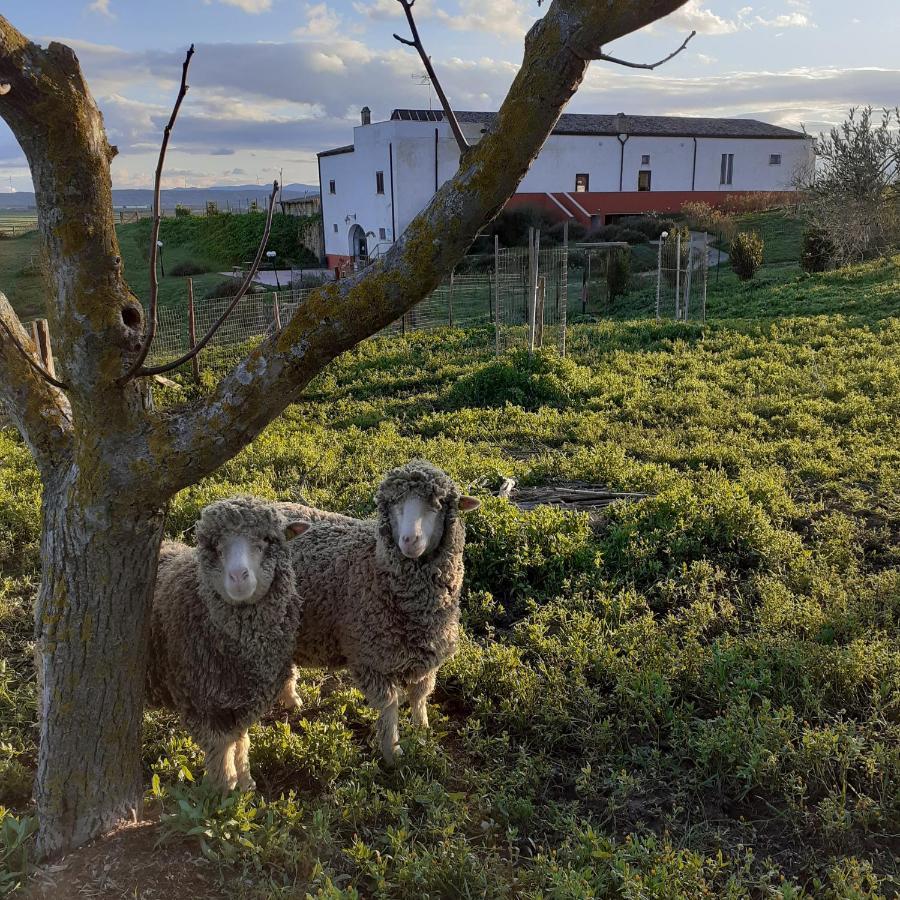 Masseria Agriturismo Moschella Posta Piana Екстер'єр фото