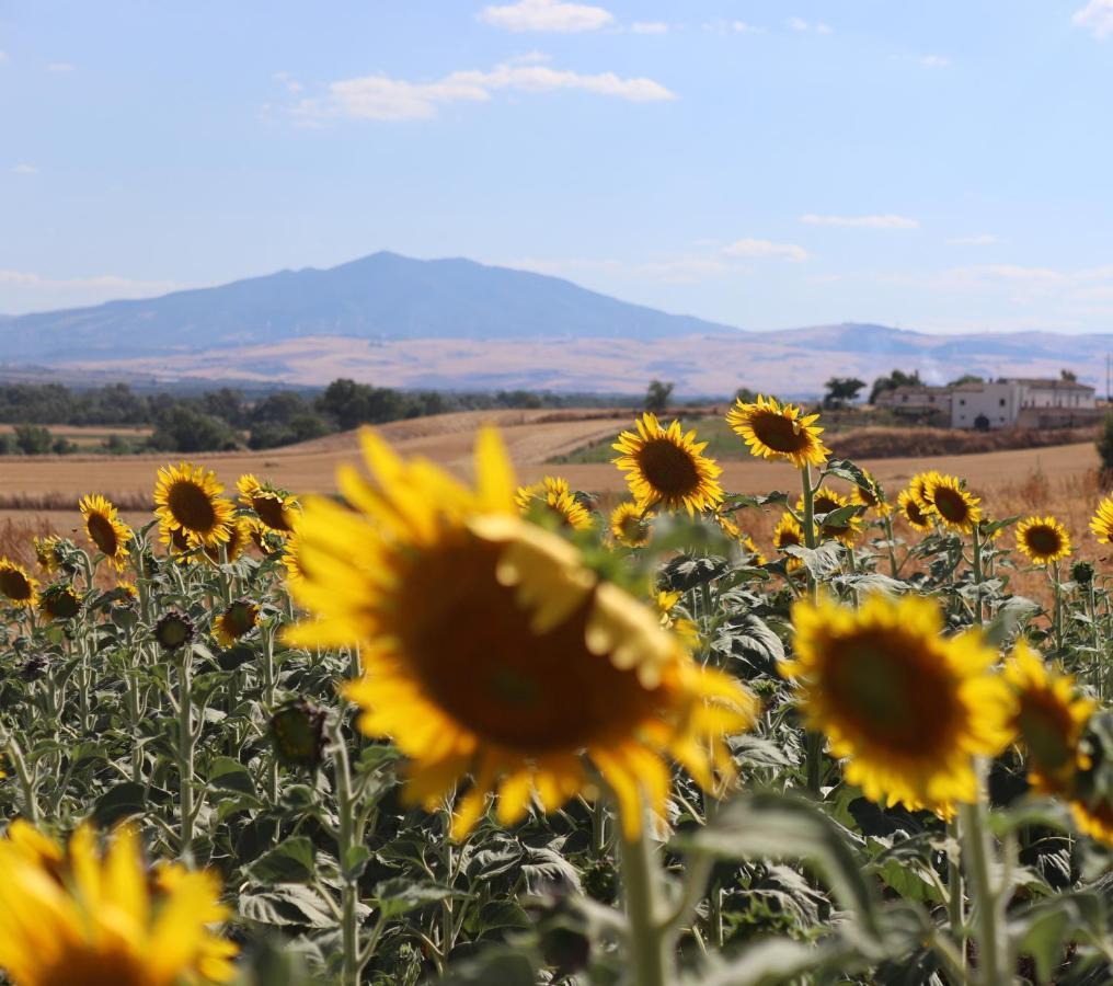 Masseria Agriturismo Moschella Posta Piana Екстер'єр фото
