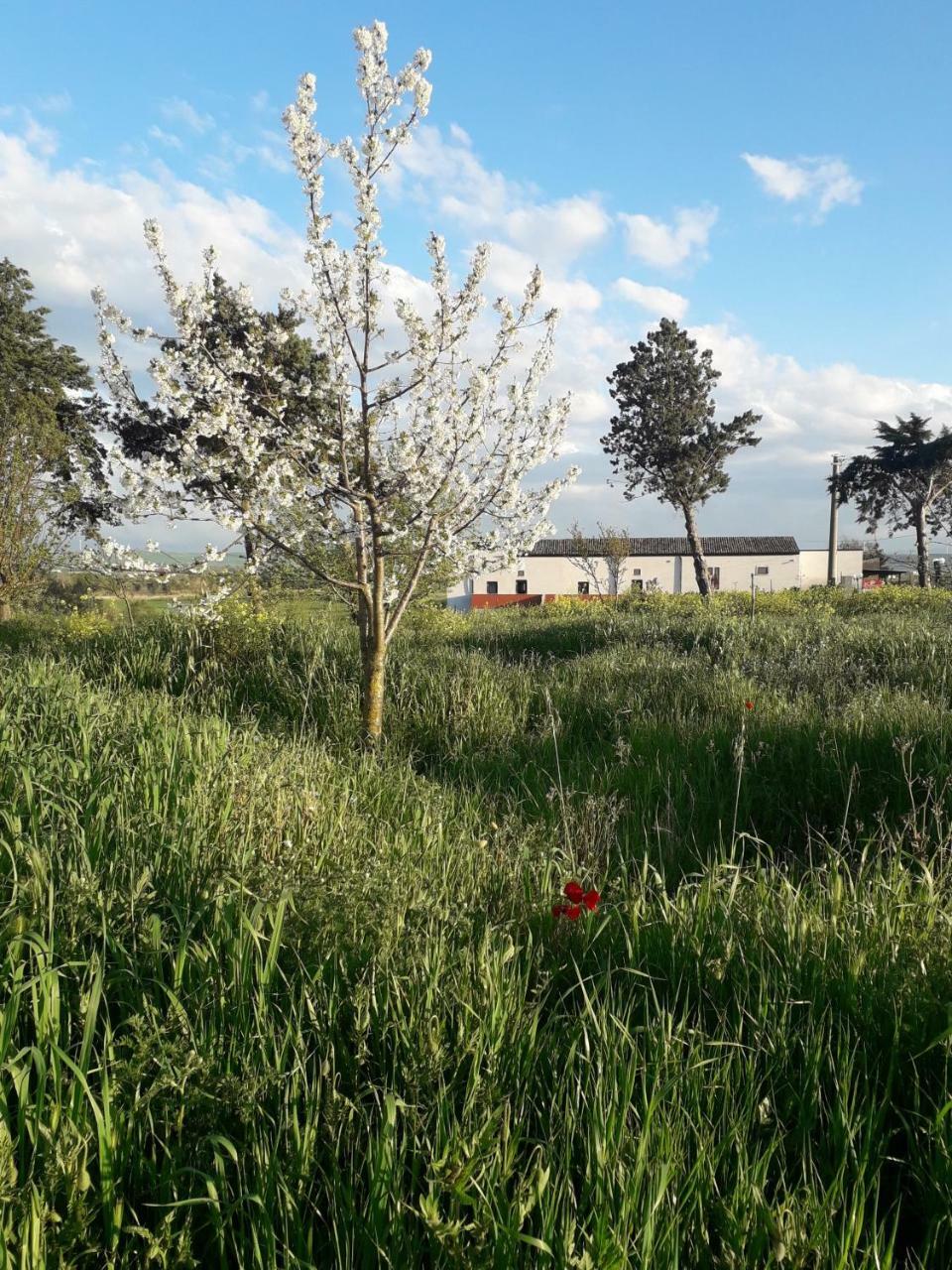 Masseria Agriturismo Moschella Posta Piana Екстер'єр фото